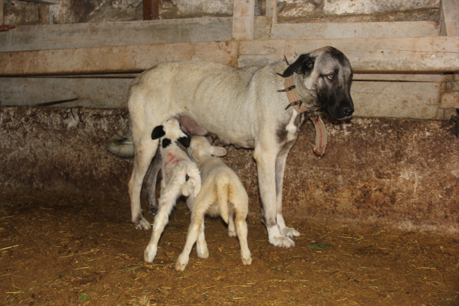 Kuzunun süt annesi Kangal köpeği